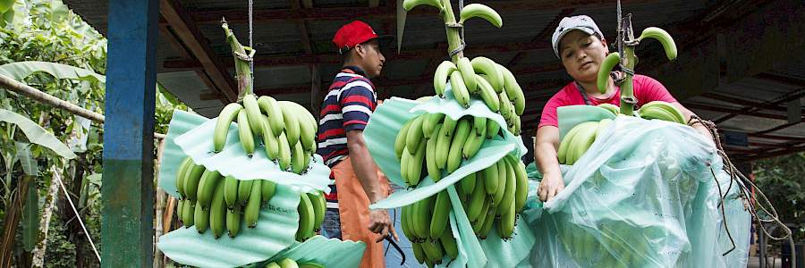 Bananen-Ernte bei Urocal in Ecuador