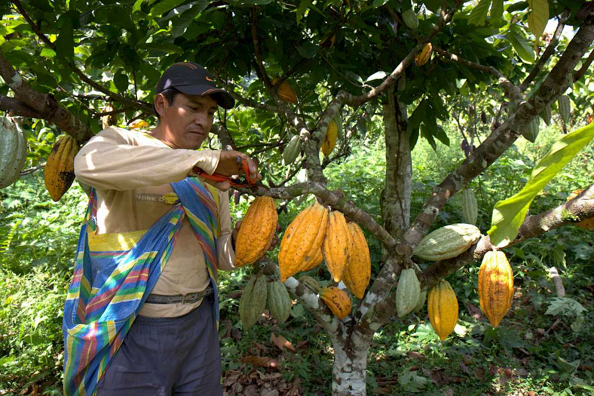 Kakaoanbau in Peru: Regenwaldschutz, Fairer Handel und Genuss ...