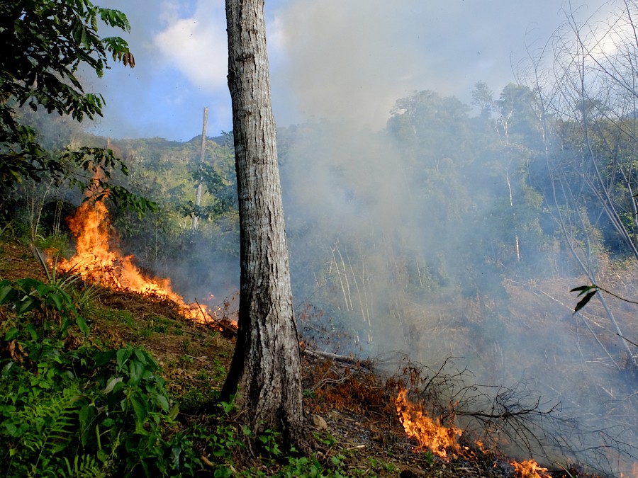 Brandrodung von Regenwaldflächen
