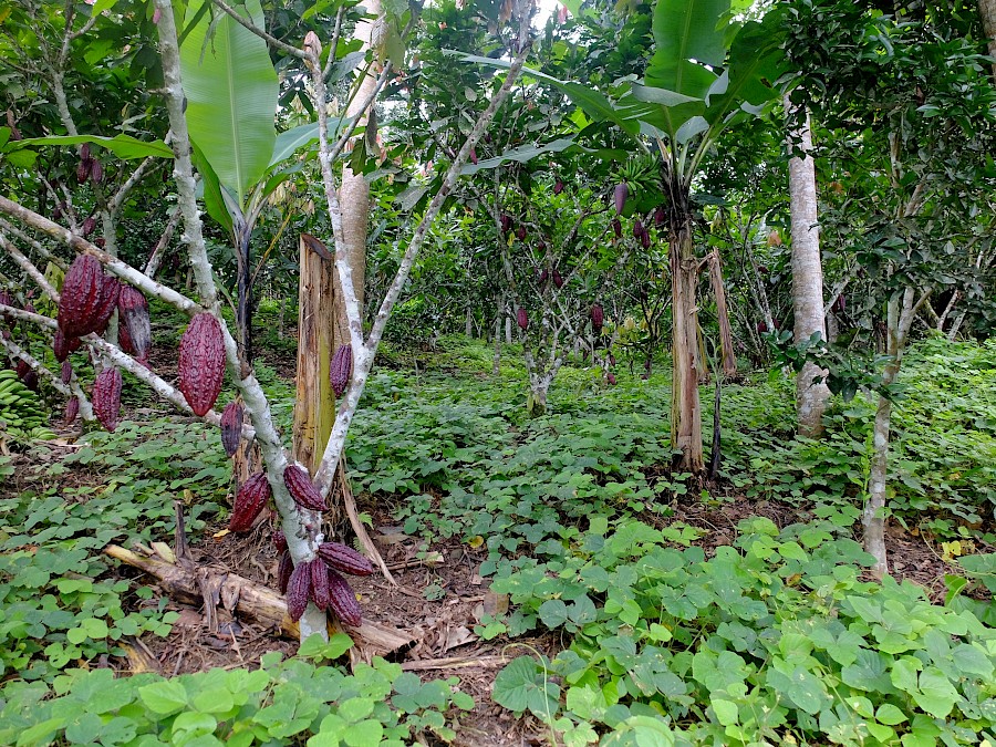 Kakaogarten mit vielen verschiedenen Bäumen und Bodendeckerpflanzen