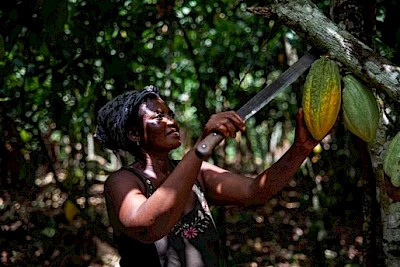 Eine Kakaobäuerin erntet eine Kakaoschote in Ghana. Sie arbeitet für das faire Schokoladenunternehmen fairafric. Hier ist Kinderarbeit verboten.